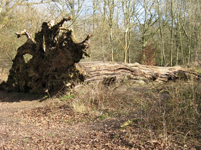 A beech tree uprooted by the Great Storm of 1987