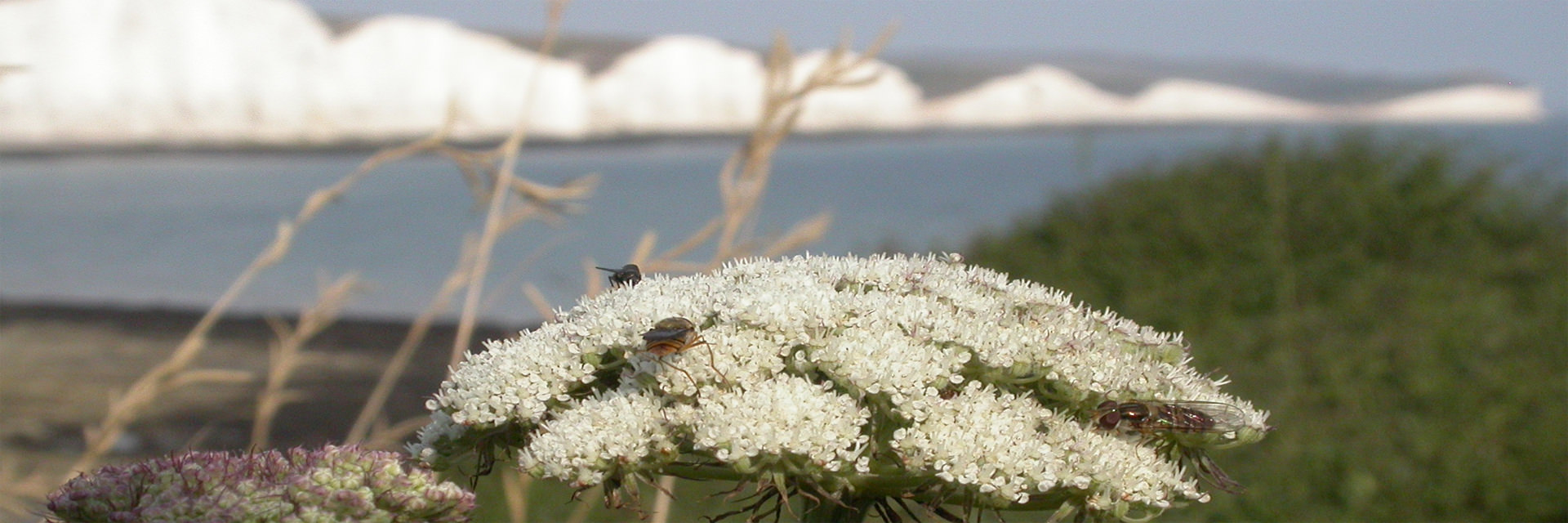 Moon Carrot in flower on Seaford Head with the Seven Sisters in the background